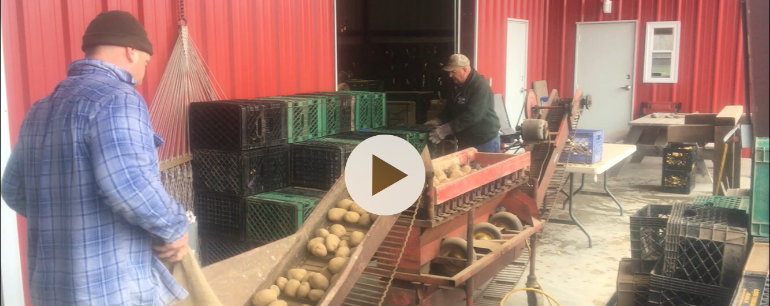 Cutting Seed Potatoes